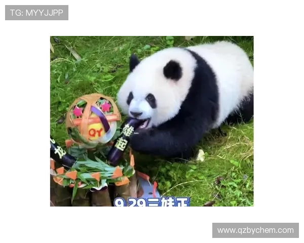 世界足球明星熊猫的传奇旅程与全球球迷的热爱交织在一起